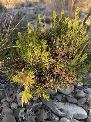 Damianita(Chrysactinia mexicana)