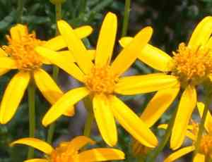Chrysactinia (Chrysactinia)(Chrysactinia)