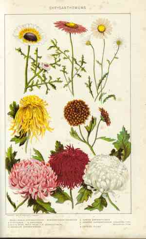 Mums (Chrysanthemum)(Chrysanthemum)