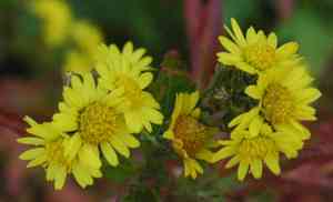 Mums (Chrysanthemum)(Chrysanthemum)
