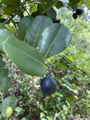 Cocoplum(Chrysobalanus icaco)