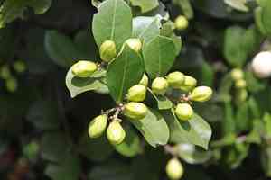 Cocoplum(Chrysobalanus icaco)