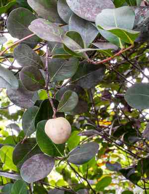 Cocoplum(Chrysobalanus icaco)