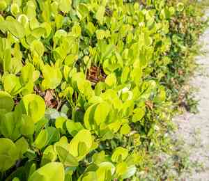 Cocoplum(Chrysobalanus icaco)