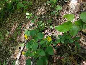 Green and gold(Chrysogonum virginianum)