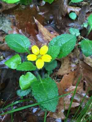 Green and gold(Chrysogonum virginianum)
