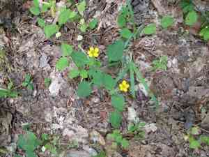 Green and gold(Chrysogonum virginianum)