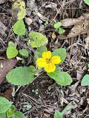 Green and gold(Chrysogonum virginianum)