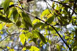 Golden chinquapin(Chrysolepis chrysophylla)