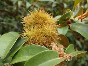 Golden chinquapin(Chrysolepis chrysophylla)