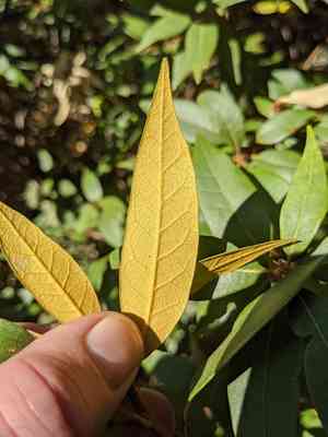 Golden chinquapin(Chrysolepis chrysophylla)