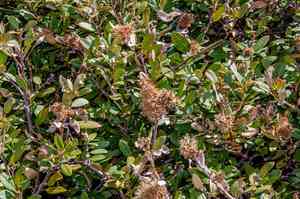 Bush chinquapin(Chrysolepis sempervirens)