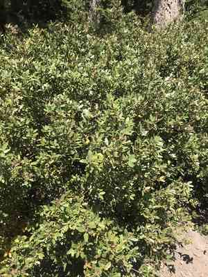 Bush chinquapin(Chrysolepis sempervirens)