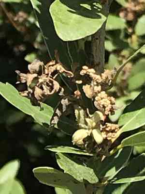 Bush chinquapin(Chrysolepis sempervirens)