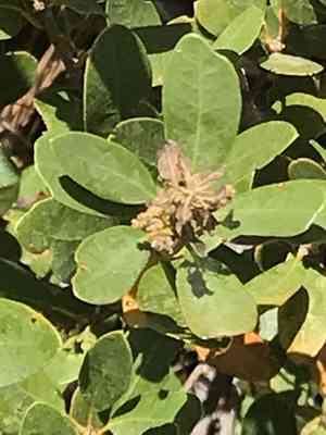 Bush chinquapin(Chrysolepis sempervirens)