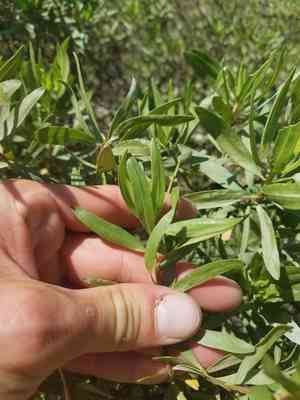 Woody goldenrod(Chrysoma pauciflosculosa)