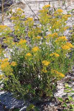 Woody goldenrod(Chrysoma pauciflosculosa)