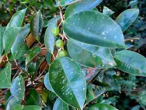 Star apple(Chrysophyllum cainito)