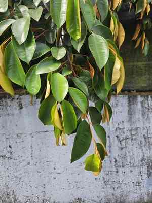 Star apple(Chrysophyllum cainito)