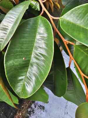 Star apple(Chrysophyllum cainito)