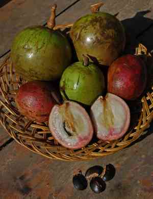 Star apple(Chrysophyllum cainito)