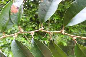 Caimitillo(Chrysophyllum mexicanum)