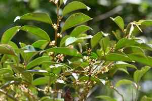 Caimitillo(Chrysophyllum mexicanum)