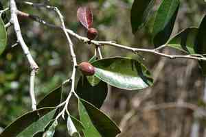 Caimitillo(Chrysophyllum mexicanum)