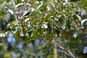 Caimitillo(Chrysophyllum mexicanum)