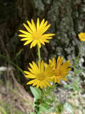 Maryland Golden Aster(Chrysopsis mariana)