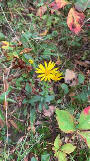 Maryland Golden Aster(Chrysopsis mariana)