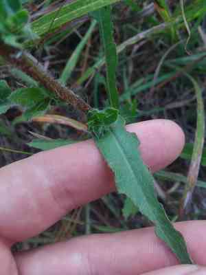 Maryland Golden Aster(Chrysopsis mariana)