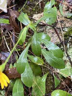 Maryland Golden Aster(Chrysopsis mariana)
