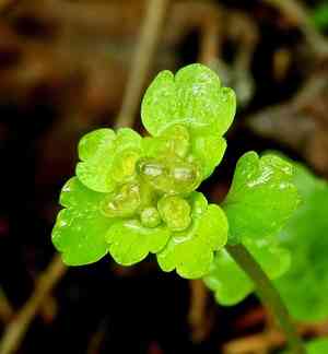 Northern golden saxifrage(Chrysosplenium tetrandrum)