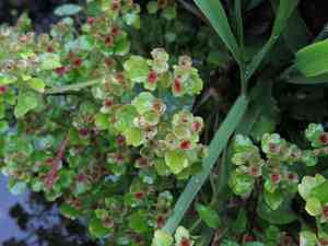 Northern golden saxifrage(Chrysosplenium tetrandrum)