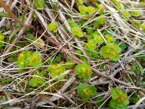 Northern golden saxifrage(Chrysosplenium tetrandrum)