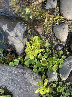 Northern golden saxifrage(Chrysosplenium tetrandrum)