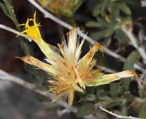 Longflower rabbitbrush(Chrysothamnus depressus)