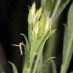Longflower rabbitbrush(Chrysothamnus depressus)