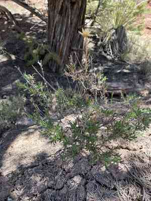 Longflower rabbitbrush(Chrysothamnus depressus)