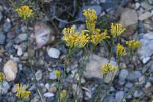 Longflower rabbitbrush(Chrysothamnus depressus)