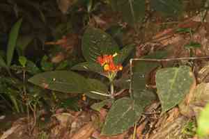Sunset bells(Chrysothemis pulchella)