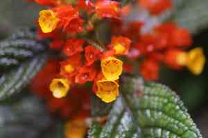 Sunset bells(Chrysothemis pulchella)