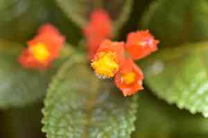 Sunset bells(Chrysothemis pulchella)