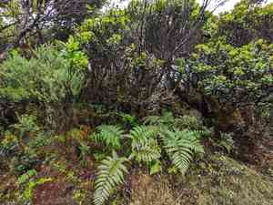 Hapu'u(Cibotium glaucum)