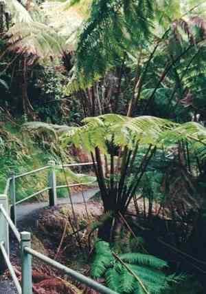 Hapu'u(Cibotium glaucum)