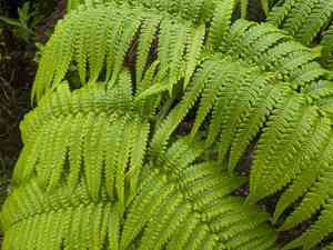 Hapu'u(Cibotium glaucum)