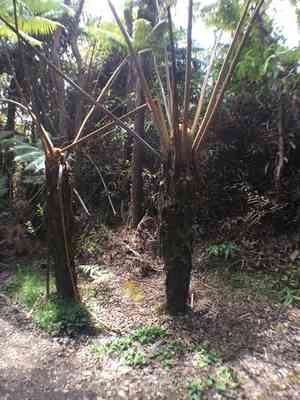 Hapu'u(Cibotium glaucum)
