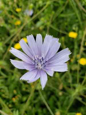 Cultivated endive(Cichorium endivia)