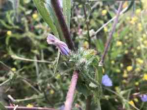 Cultivated endive(Cichorium endivia)